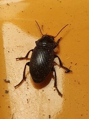 Harpalus griseus