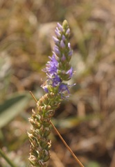 Veronica spicata