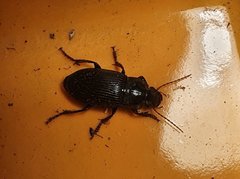 Harpalus griseus