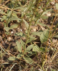 Veronica spicata