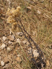 Helichrysum arenarium