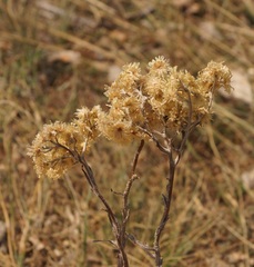 Helichrysum arenarium