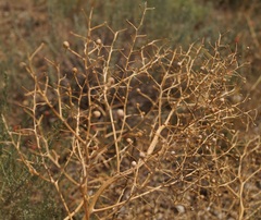 Crambe aspera