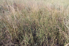 Polygonum argyrocoleon