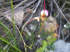 Disperis capensis capensis