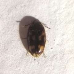 Litargus