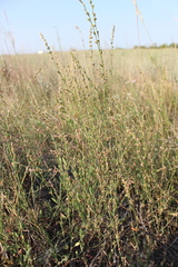 Polygonum argyrocoleon