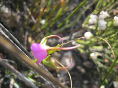 Disperis capensis capensis
