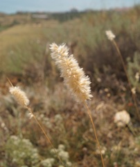 Melica transsilvanica