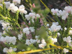 Erica fimbriata