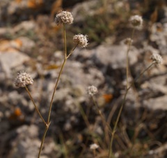 Gypsophila pallasii