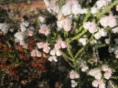 Erica fimbriata