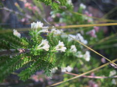 Erica fimbriata