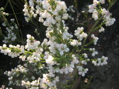 Erica fimbriata