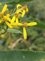 Senecio nemorensis