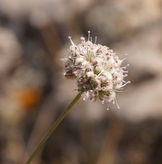 Gypsophila pallasii