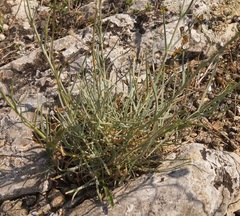 Gypsophila pallasii