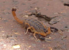 Uroplectes triangulifer