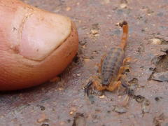 Uroplectes triangulifer