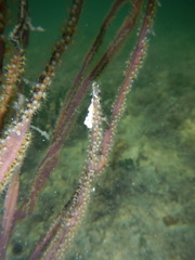 Pterogorgia anceps