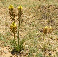 Bulbine abyssinica