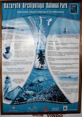 Charadrius hiaticula tundrae