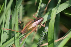 Metrioptera