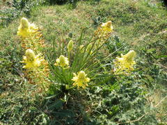 Bulbine abyssinica
