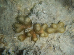 Porites divaricata