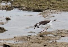Charadrius hiaticula tundrae