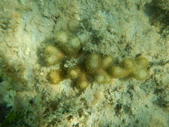 Porites divaricata