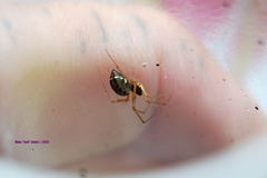 Microlinyphia mandibulata