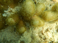Porites divaricata