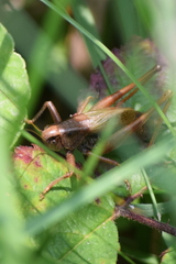Metrioptera