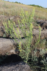 Erysimum marschallianum