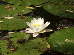 Nymphaea candida
