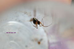 Microlinyphia mandibulata