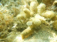 Porites divaricata