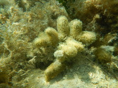 Porites divaricata