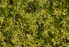 Anisotome imbricata