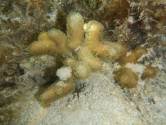 Porites divaricata