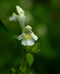 Galeopsis segetum