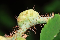 Diplolepis nodulosa