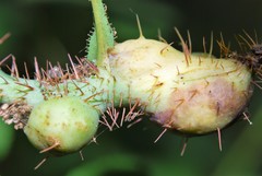Diplolepis nodulosa