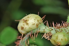 Diplolepis nodulosa