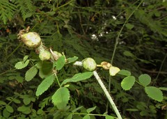 Diplolepis nodulosa