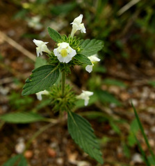 Galeopsis segetum