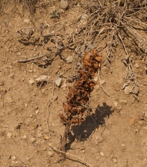 Orobanche kochii