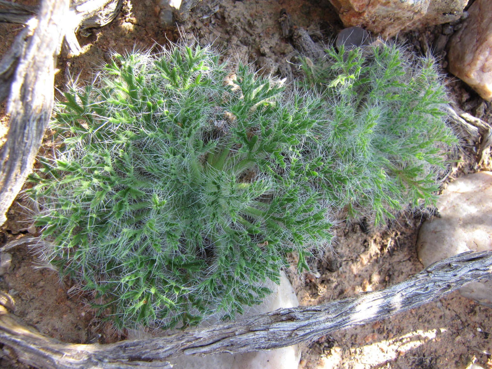 Pelargonium caroli-henrici · iNaturalist United Kingdom