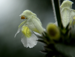 Galeopsis segetum